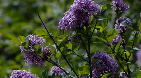 Purple Lilac Shrub Video stock 23724531