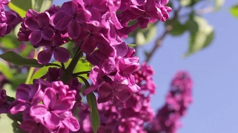 Purple Lilac in Spring Time. Stock Footage 76439032