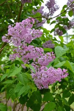 Purple lilac tree Foto stock
