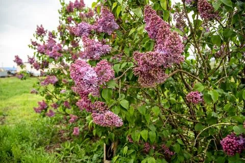 Purple lilac tree Foto stock