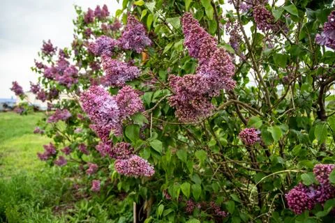 Purple lilac tree Stock Photos