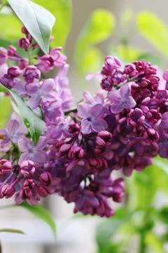 Purple lilac on the valley Stock Photos