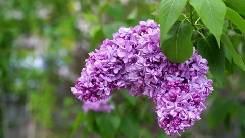 Purple Lilacs on Branches. Video stock 242750159