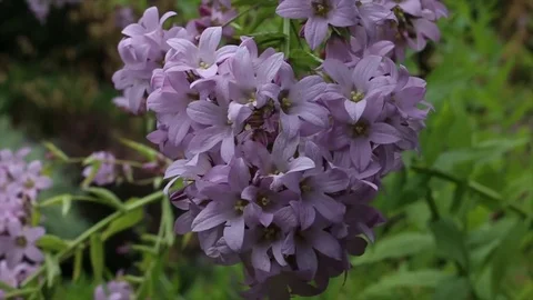 Purple Lilacs Stock Footage 77344875