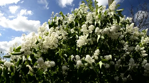 Purple lilacs Stock Footage 162865095