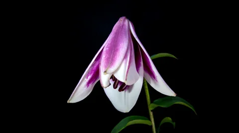 Purple lily blooming timelapse in 4k Stock Footage 37727770