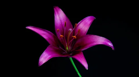 Purple lily blooming timelapse Stock Footage 25793530