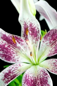 Purple lily Stock Photos