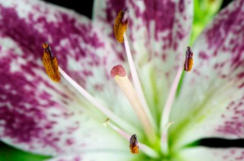 Purple lily Stock Photos