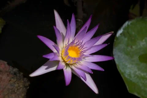 Purple lily Stock Photos