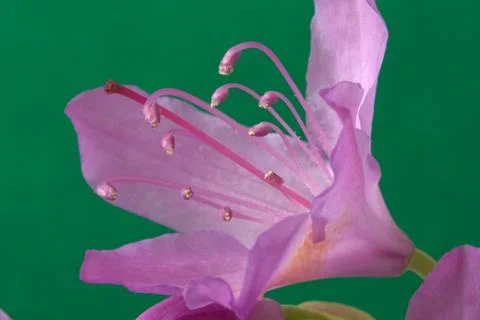Purple Lily on a plain green background Stock Photos