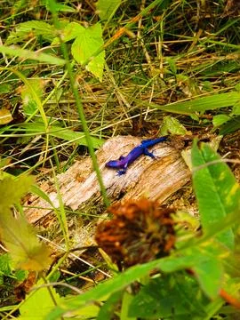 Purple lizard sits on an old tree stump in the northern forest of Russia Stock Photos