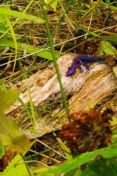Purple lizard sits on an old tree stump in the northern forest of Russia Stock Photos