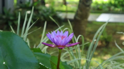 Purple lotus flower Stock Footage 233266769