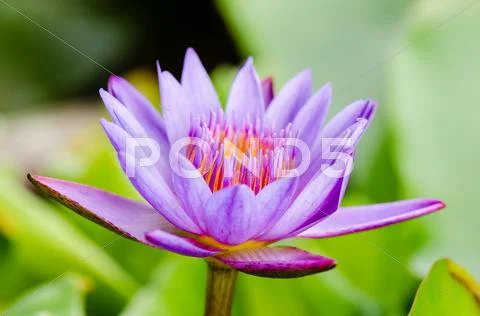 Purple lotus flower ( nymphaea nouchali ) Stock Photos