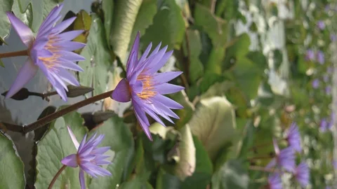 Purple Lotus Flowers In A Pond Moving With The Wind, Vertical Format Time Lapse Stock Footage