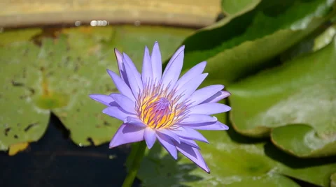 The purple lotus. Stock-Footage 43784212