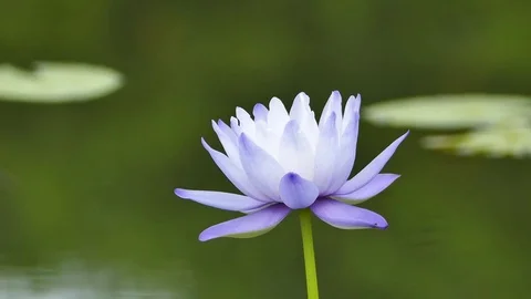 The purple lotus. Stock Footage 74902457
