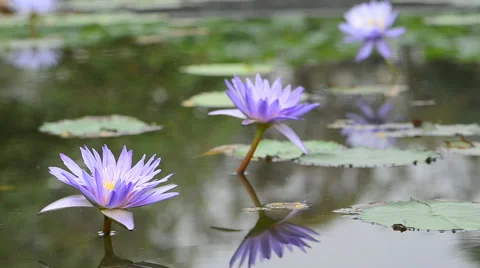 The purple lotus. HD Stock-Footage 43783060