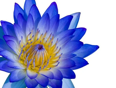 Purple lotus on isolate bachground Stock Photos