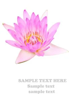 Purple lotus isolate on white background Stock Illustration