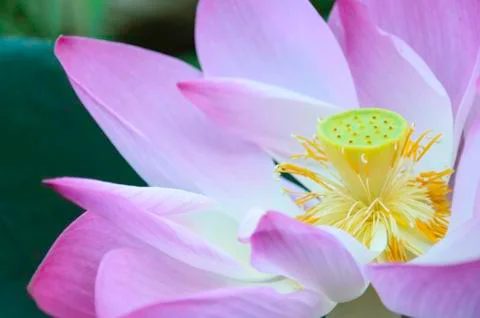 Purple lotus Stock Photos