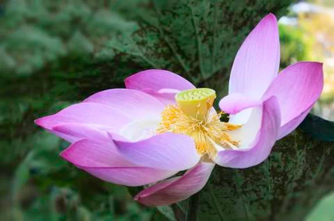 Purple lotus Stock Photos