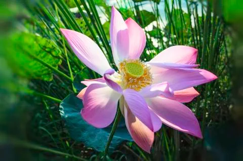 Purple lotus Stock Photos