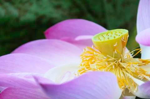 Purple lotus Stock Photos