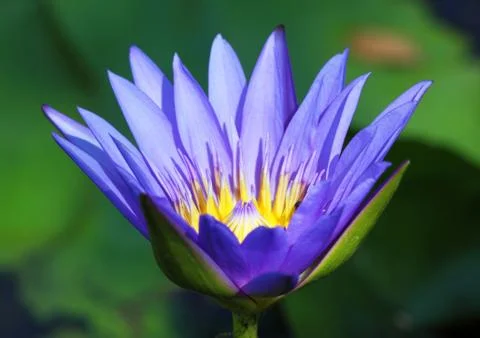 A purple lotus Stock Photos