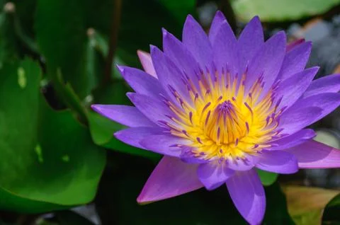 Purple lotus Stock Photos