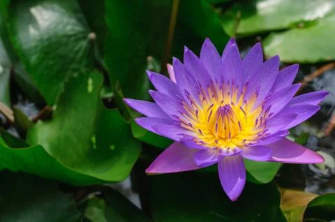 Purple lotus Stock Photos