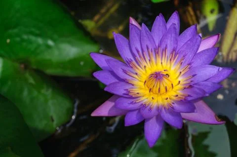 Purple lotus Stock Photos