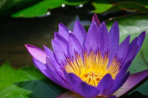 Purple lotus Stock Photos