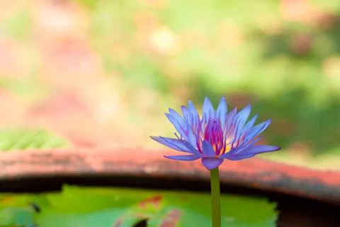 Purple Lotus Foto stock