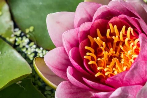 Purple lotus Stock Photos