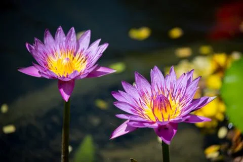 Purple Lotus Stock Photos