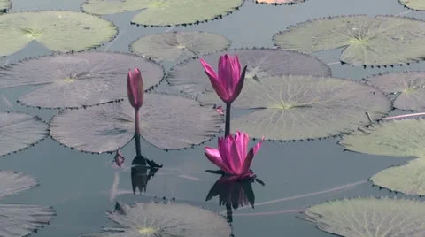Purple lotus on pond Stock Footage 25858633