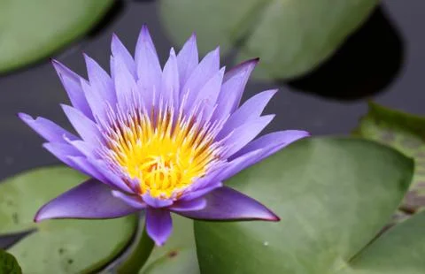 A purple lotus in pool Stock Photos