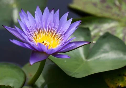 A purple lotus in pool Stock Photos