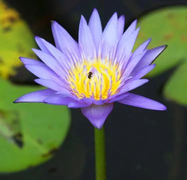 A purple lotus in pool Stock Photos