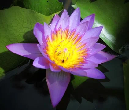 A purple lotus in pool Stock Photos