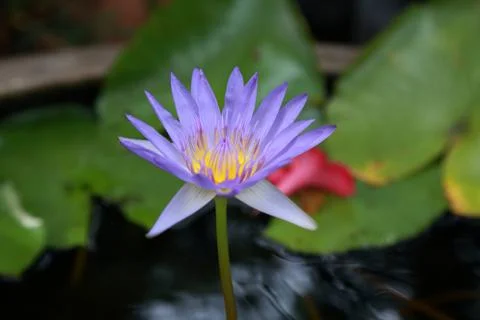 Purple lotus in the river Stock Photos