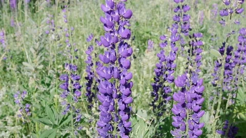 Purple lupin flower close-up. Camera movement from top to bottom. Spring Stock Footage 201751663