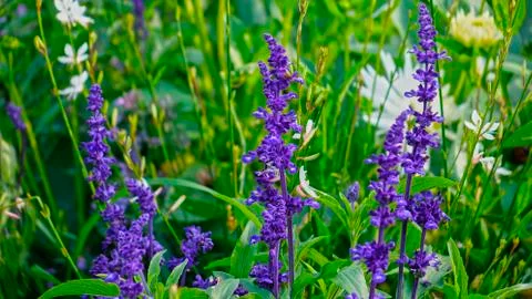 Purple Lupin Flower  Closeup Stock Photos