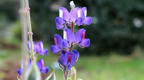 Purple lupine 스톡 동영상 22110651