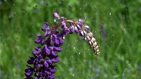 Purple lupine (Lupinus) flowers is under the drops of rain, slow motion Stock Footage
