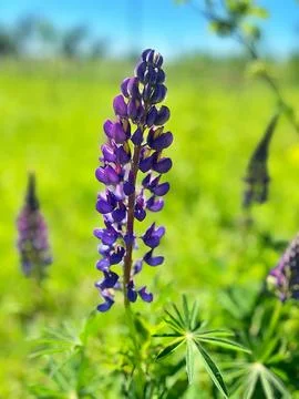 Purple lupine Stock Photos