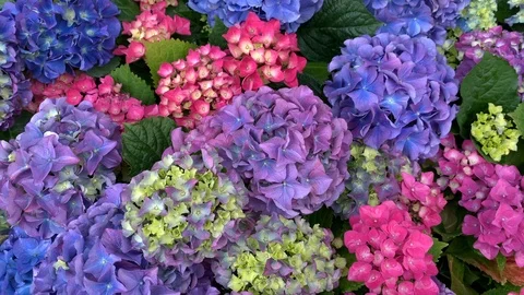Purple, lush flowers - hydrangea Stock Footage 108629791