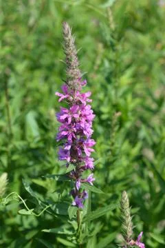 Purple lythrum Stock Photos